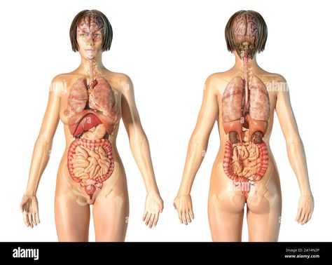 Download this stock image: Female anatomy of internal organs with skeleton, rear and front views. - 2A14N2P from Alamy's library of millions of high resolution stock photos, illustrations and vectors. Human Body Organs Anatomy, Body Organs Diagram, Body Anatomy Organs, Human Anatomy Female, Anatomy Organs, Human Body Organs, Stock Photos Woman, Science Photos, Body Anatomy