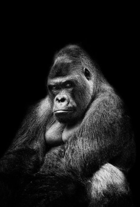 Powerful gaze  by (Carlos Quiza) White Photo, A Black, Black And White, White, Black