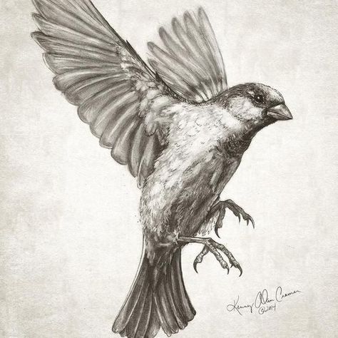 1000+ ideas about Sparrow Drawing on Pinterest | Pen And Ink ... Sparrow Flying, Flying Bird Drawing, Flying Drawing, Sparrow Drawing, Swallow Bird Tattoos, معرض فني, Vogel Tattoo, Flying Bird Tattoo, Sparrow Tattoo