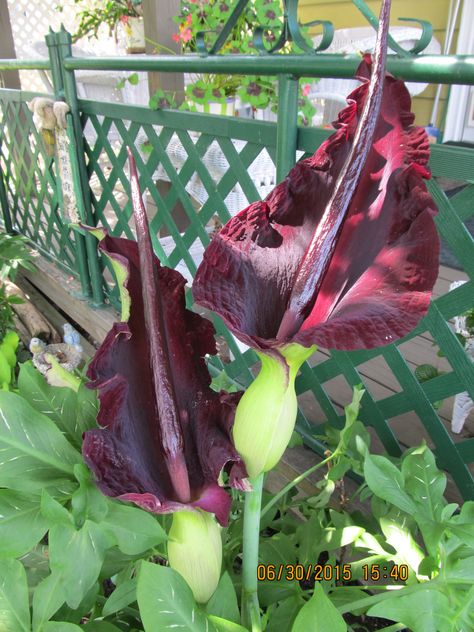 Dracunculus vulgaris   18 inch blooms Dracunculus Vulgaris, Backyard Sanctuary, Plants, Flowers