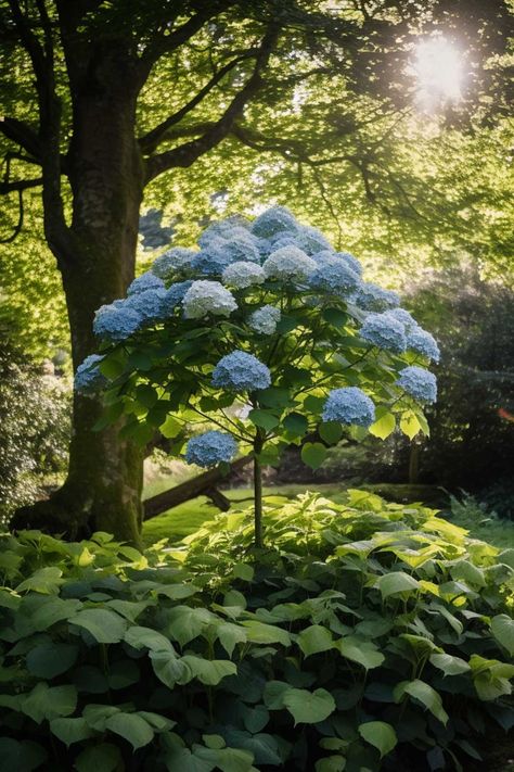 How To Grow Your Own Huge Hydrangea Trees! - Mental Scoop Hydrangea Trees, Hydrangea Tree, Hydrangea Landscaping, Tattoo Plant, Hydrangea Painting, Hydrangea Garden, Memorial Garden, Blue Hydrangea, Growing Food