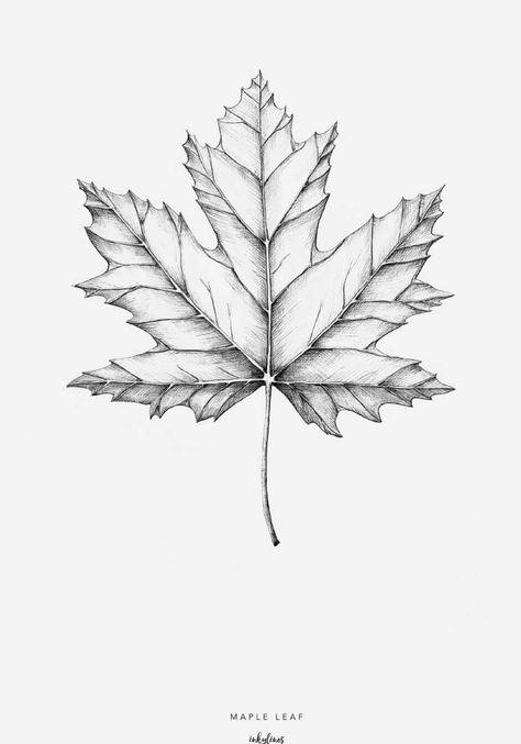 Maple Leaf Tattoo Black And White, Red Oak Leaf Tattoo, Realistic Leaf Tattoo, Maple Leaf Tattoo Design, Maple Leaf Sketch, Maple Leaves Drawing, Maple Leaf Drawing, Oak Leaf Tattoos, Maple Leaf Tattoos