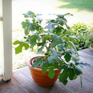 6 Best Fig Trees To Grow In Georgia - PlantNative.org Fruit Fast, Ficus Carica, Fruit Bearing Trees, Fig Trees, Fig Plant, Bodhi Tree, Fast Growing Trees, Large Yard, Food Forest