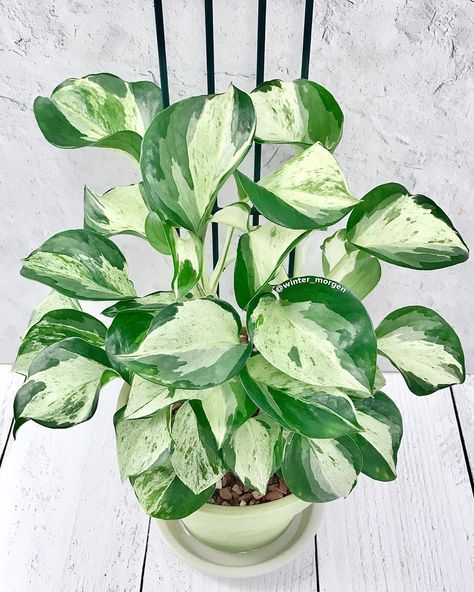 Epipremnum Manjula, Pothos Varieties, Manjula Pothos, Plants Care, Epipremnum Aureum, Dream Plants, Plant People, Plant Wishlist, Inside Plants