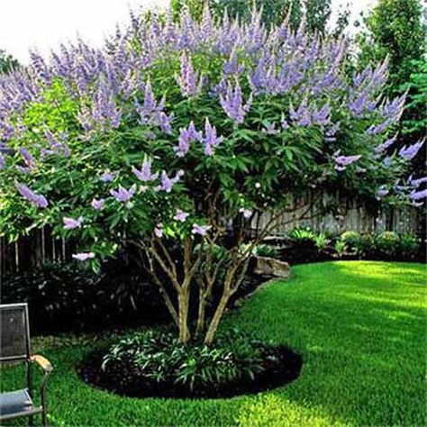 Vitex Tree, Vitex Agnus Castus, Agnus Castus, Chaste Tree, Patio Trees, Pepper Tree, Wisteria Tree, Cactus Planta, Lilac Tree