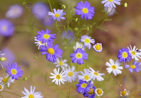 27 Types of Daisies to Grow in Your Garden Types Of Daisies, Cheerful Daisies, Flower Gardens, Gerbera Daisy, Cut Flowers, Patio Garden, Flower Garden, To Grow, Garden Design