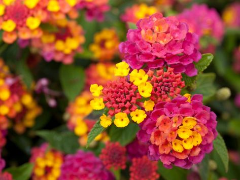 How To Propagate Lantana: Learn How To Grow Lantana From Cuttings And Seeds Lantana Flower, Lantana Plant, Hydrangea Landscaping, Lantana Camara, Making Plant Pots, Fleur Orange, Vegetable Garden Diy, Survival Gardening, Ornamental Plants