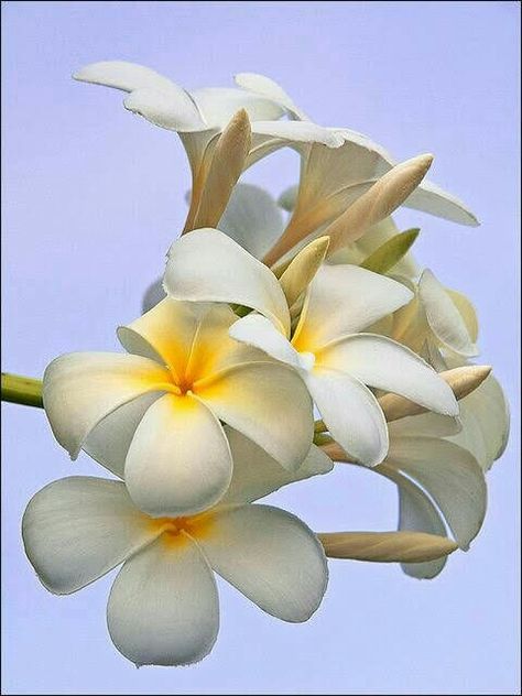 Portulaca Flowers, Plumeria Tree, White Plumeria, Flora Flowers, Plumeria Flowers, Evening Sky, Hawaiian Flowers, Exotic Flowers, Flowers Nature