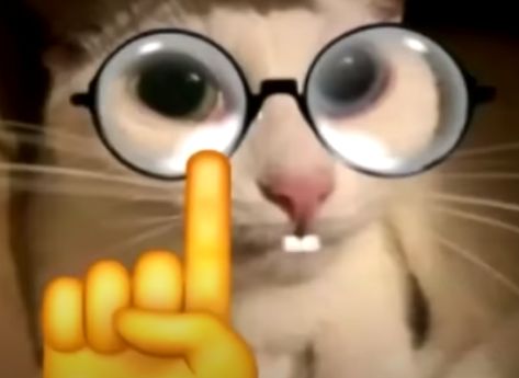 Don't worry, he might be cute nerd. Nerd Cat Pfp, Nerd Reaction Pic, Emoji Nerd, Nerd Cat, Nerd Funny, Nerd Emoji, Cute Nerd, Cat Images, Funny Pix