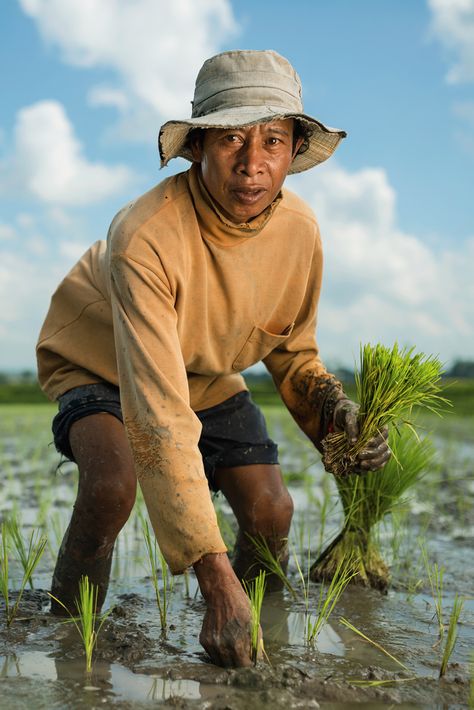 farmer planting rice, Bali Food Poses, Agriculture Photography, Tacloban City, Green Rice, Rice Field, Environmental Portraits, Filipino Culture, Qi Gong, Figure Sketching