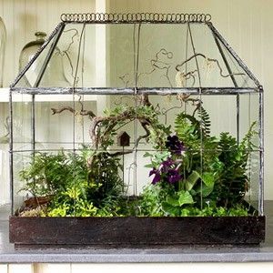 This is so beautiful.  I would put it in the corner of the living room : ) Terrarium Rabbit Foot Fern, Wardian Case, Mini Serre, Compost Tumbler, Beautiful Terrariums, Garden Terrarium, Indoor Gardens, Terraria, Terrarium Plants