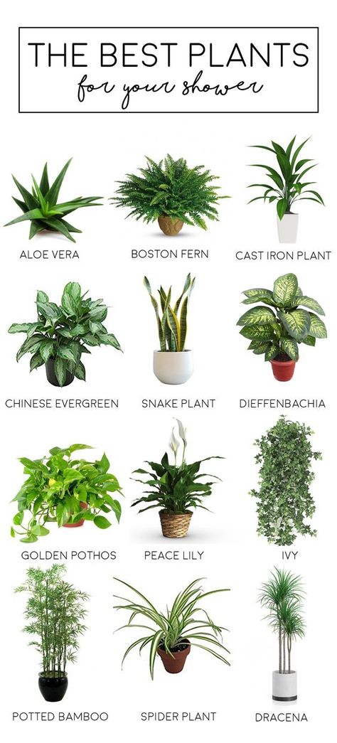 Shower Plants, Indoor Plants Bathroom, Tanaman Sukulen, Bamboo In Pots, Tanaman Indoor, Tanaman Pot, Colour Hallway, نباتات منزلية, Apartment Plants