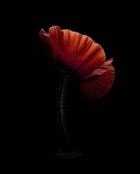 MUHAMET KARTAL | Majestic poppy in black velvet: Silent elegance in the darkness. 🖤🌺🖤 #papaver #stilllifephotography #poppy #gelincik #mohnblume… | Instagram Poppy Aesthetic, Hellenic Polytheism, Red Artwork, Carpe Koi, In The Darkness, Orange Flower, The Darkness, Orange Flowers, Still Life Photography