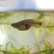 Learn how to care for a Mosquitofish. From feeding to breeding, you will find all of the information that you need here. Wildlife Ponds, Mosquito Fish, Turtle Pet, Tortoise Cage, Fish Ponds Backyard, Fishing In Canada, Fish Information, Common Carp, Fish Pond Gardens