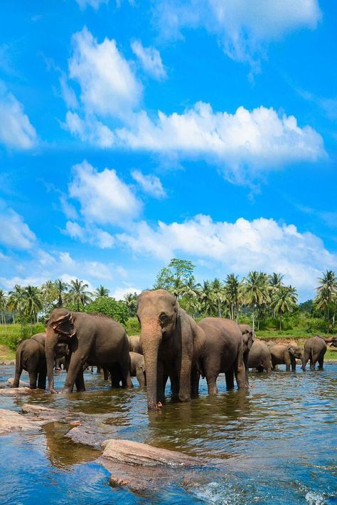 Elephant It Is Well, The Capital, Sri Lanka, Dream Life, Elephant, Animals