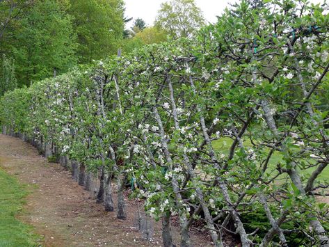 Belgian Fence | NQTI Blog Belgian Fence, Suburban Homestead, Espalier Fruit Trees, Fence Plants, Living Fence, American Garden, Types Of Fences, Fence Landscaping, Modern Fence