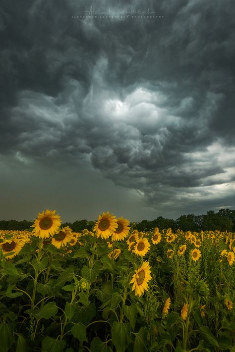 beauty and the beast - This photo was taken in front of a heavy thunderstorm. The downburst was not far away and it was already raining and windy. I've only had two minutes for this photo before I escaped from this spot ;-) I'm lucky that one of the shots way quite good :-) By the way I've kept the clouds nearly unedited. INSTAGRAM :: FACEBOOK Storm Wallpaper, Storm Pictures, Storm Photography, Stormy Sky, Hapkido, Dark Clouds, Dark Sky, Stormy Weather, Cloudy Sky