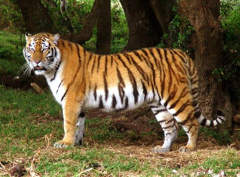 Tiger Standing Up, Giant Realistic Flying Tiger, Tiger Tongue, Tiger Standing, Tiger Pics, Dragon Tattoo Outline, Indian Tiger, Port Elizabeth South Africa, Black And White Photography Portraits