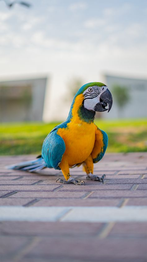 Blue And Gold Macaw, Blue Gold Macaw, Birds Beautiful, Blue Macaw, Macaw Parrot, Most Beautiful Birds, Undertale Fanart, Character Building, Blue And Gold