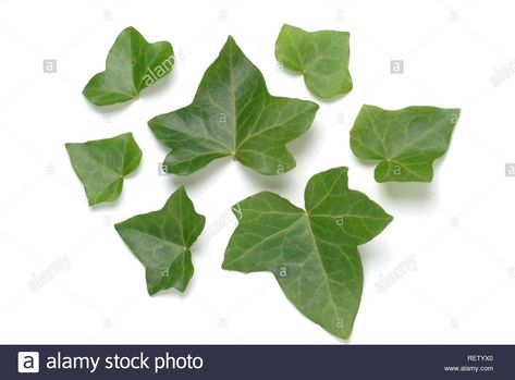 Hedera Helix, Pagan Gods, Ivy Leaves, English Ivy, Ivy Plants, Plant Images, Ivy Leaf, Plant Illustration, Plant Print