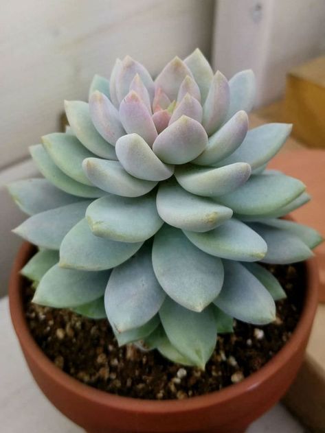 Sedeveria 'Lilac Mist' #sedeveria #succulentopedia #succulents #CactiAndSucculents #succulent #SucculentPlant #SucculentPlants #SucculentCollection #SucculentGarden #DesertPlants Cactus Types, Succulent Bouquet, Succulent Garden Diy, Types Of Succulents, Colorful Succulents, Succulent Gardening, Succulents Indoor, Desert Plants, Succulent Arrangements