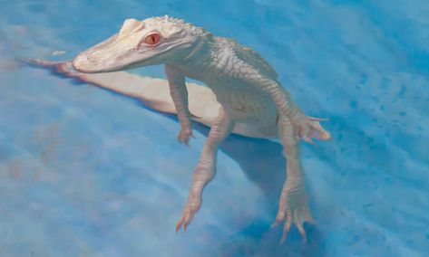 Albino baby alligators at Dubai's Atlantis - The Knowledge News - TimeOutDubai.com Terezi Pyrope, Alexandra Savior, Baby Alligator, Mystical Creature, Texture Board, Crocodiles, Reptiles And Amphibians, Mystical Creatures, Homestuck