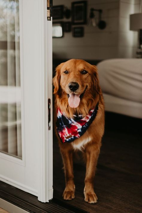 Red Golden Retriever, Dogs And Flowers, Service Dogs Breeds, Pack Of Dogs, Dog Pack, Dog Fails, Golden Retriever Mix, Havanese Dogs, Arkansas State