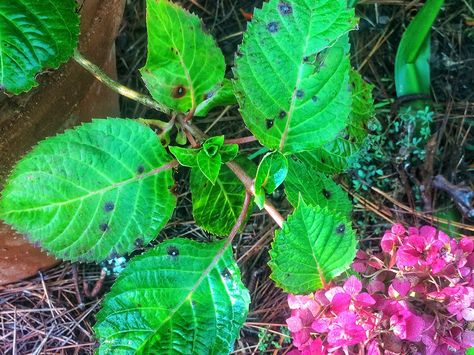 Hydrangea Leaf Spots Hydrangea Trees, Hydrangea Plant Care, Hydrangeas Garden, Landscaping 101, Hydrangea Leaf, Hydrangea Plant, Hydrangea Leaves, Hydrangea Care, Growing Hydrangeas