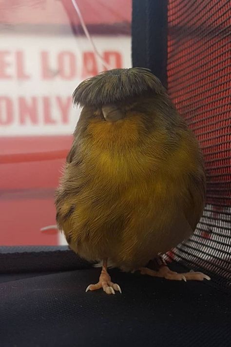 bird Birds Colorful, Feather Cut, Canary Birds, Singing Bird, Bird Photo, Colorful Birds, Cute Birds, Bird Photography, Green Yellow