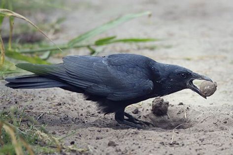 What Do Crows Eat? (And the Crafty Tricks They Use To Gather Food) Crow Eating, Crow Photography, Baby Crows, American Crow, House Sparrow, Life Drawing Reference, American Robin, River Otter, Jackdaw