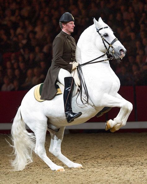 Dressage Photography, Spanish Riding School Vienna, Classical Dressage, Lippizaner, Spanish Riding School, Horse Facts, Riding School, Pony Breeds, English Riding