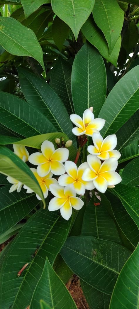 Plumeria Wallpaper Iphone, Plumeria Flowers Wallpaper, Plumeria Flowers Aesthetic, Plumeria Leaves, Interesting Wallpaper, Chocoflan Recipe, Sunset Quotes Instagram, Aloha Friday, Plumeria Flowers