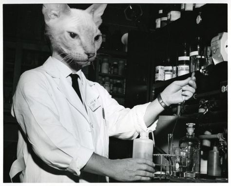 Cat scientist Science Cat, Soft Kitty Warm Kitty, Mid Century Cat, Creepy Cat, Cool Tumblr, Curious Cat, Cat People, Black N White Images, Animal Heads