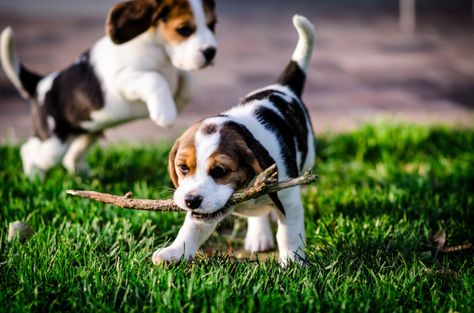 Puppies Playing, Pocket Beagle, Puppy Socialization, Therapy Animals, Dog Exercise, Popular Dog Breeds, Calm Dogs, Purebred Dogs, Puppy Play