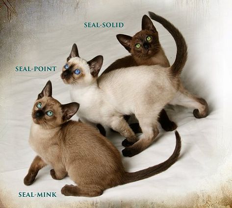 Siam Cat, Tonkinese Cat Mink, Siamese Cats Long Haired, Tonkinese Kittens, Long Hair Siamese Cat, Blue Point Siamese Kitten, Tonkinese Cat, Kitten Breeds, Cross Eyed Siamese Cat