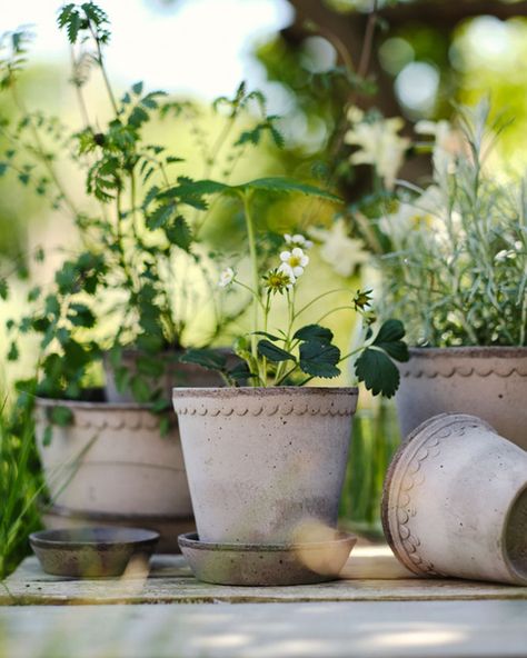 Terrarium Shop, Rose Pot, Greek Design, Pink Power, Seasonal Garden, Ceramic Pots, Stone Heart, Terracotta Pots, Glazed Ceramic