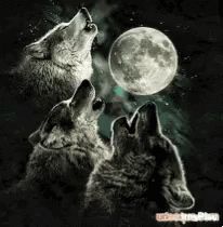 Howlingatthe Moon Wolf GIF - HowlingattheMoon Wolf Moon - Discover & Share GIFs Three Wolf Moon, Wolf Wallpaper, Howl At The Moon, Image Chat, Wolf Pictures, Wolf Spirit, Beautiful Wolves, Wolf Moon, Wolf T Shirt