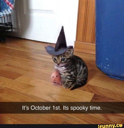 It‘s October 1st. Its spooky time. – popular memes on the site iFunny.co #scaryspooky #memes #meow_irl #its #october #spooky #time #pic October 1st, Halloween, Memes