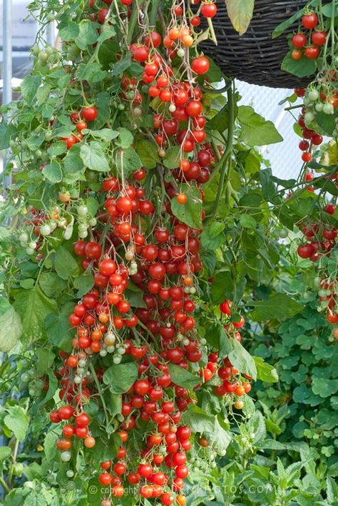 Definitely doing this , grow tomatoes in hanging baskets Tanaman Tomat, Cherry Tomato Plant, Growing Tomato Plants, Flower Seedlings, Growing Tomatoes In Containers, نباتات منزلية, Meteor Garden 2018, Home Garden Plants, Garden Veggies