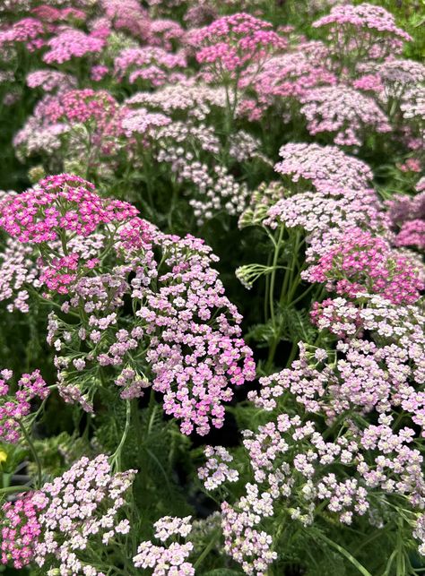 flower background pink flower pretty flowers Pink Yarrow Flower, Pink Wild Flowers, Blake Pink, Pink Wildflowers, Yarrow Flower, Pink Yarrow, British Flowers, Background Pink, Pink Garden