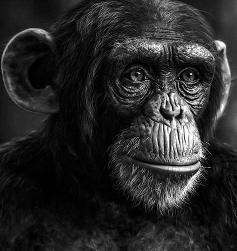 Chimpanzee Tattoo Design, Chimpanzee Photography, Gorilla Photography, Moose Tattoo, Gorilla Face, Animal Photography Wildlife, Afrofuturism Art, Lioness Tattoo, Gorilla Tattoo