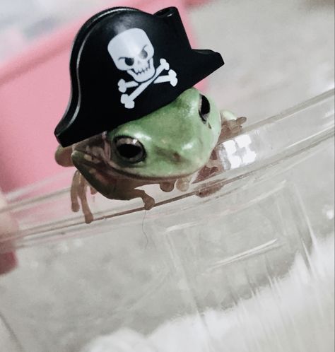 Frog With Hat, Frogs With Hats, Pirate Hats, Glass Animals, Cute Frogs, Top Hat, Captain Hat, Sketch Book, Cute Animals