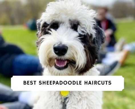 Best Sheepadoodle Haircuts: Puppy Cut & More! (2022) - We Love Doodles Sheepadoodle Haircuts, Dog Grooming Diy, Puppy Haircut, Sheepadoodle Puppy, Dog Grooming Tools, Puppy Grooming, Puppy Cut, Easy Hair Cuts, Grooming Style