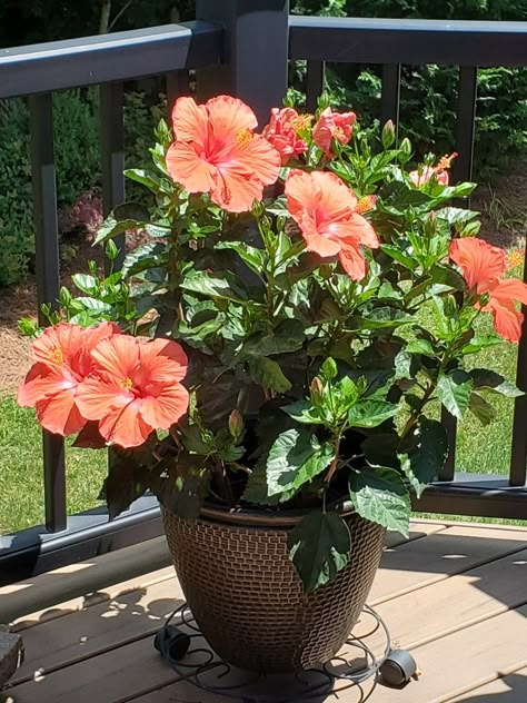 Hibiscus Flower Garden Ideas, Hibiscus Flower In Pots, Hibiscus In Pots, Hibiscus Planter Ideas, Hibiscus In Planter, Hibiscus Garden Landscaping, Potted Hibiscus, Potted Hibiscus Plant, Hibiscus Plant Potted