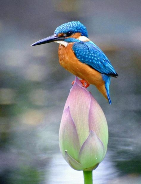 Common kingfisher King Fisher, Common Kingfisher, Lotus Bud, Lotus Painting, Bird Brain, Kingfisher Bird, Hummingbird Tattoo, Most Beautiful Birds, Australian Birds