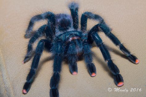 Name: Pinktoe Tarantula (Avicularia avicularia); Range: Northern South America, Trinidad & Tobago Tarantula Reference, Trantuala Spider, Avicularia Avicularia, Pinktoe Tarantula, Pretty Spiders, Pink Toe Tarantula, Tarantula Habitat, Pet Tarantula, Pet Spider