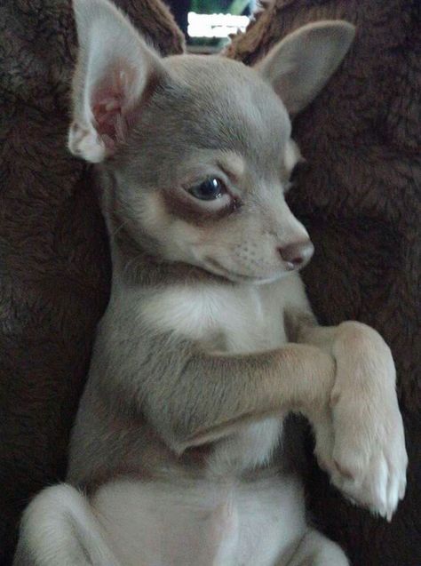 Gray Chihuahua, Grey Chihuahua, Chi Dog, Psy Chihuahua, Chihuahua Terrier Mix, Teacup Chihuahua Puppies, Baby Chihuahua, Hairless Dog, Really Cute Puppies