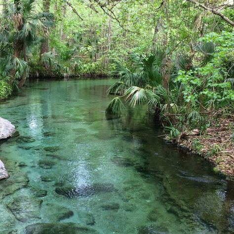 The Natural Lazy River In Florida Has Summer Written All Over It Lazy River Pool, Kelly Park, Jungle Life, Summer Writing, Rock Springs, River Trip, Lazy River, One Day Trip, Rock Pools