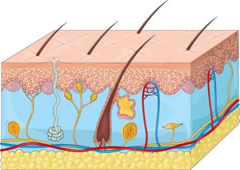 Integumentary system - Servier Medical Art The Integumentary System, Zine Project, Integumentary System, Medical Specialties, Medical Art, Animated Drawings, Easy Drawings, Medical, Sewing