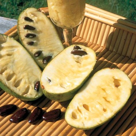 Pawpaw Tree, Pawpaw Recipes, Pawpaw Fruit, Paw Paw Fruit, Paw Paw Tree, Banana Seeds, Papaya Tree, Papaya Seeds, Paw Paws